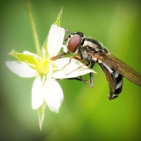 /album/loopschoenenkopen/photolia-a02-jpg/